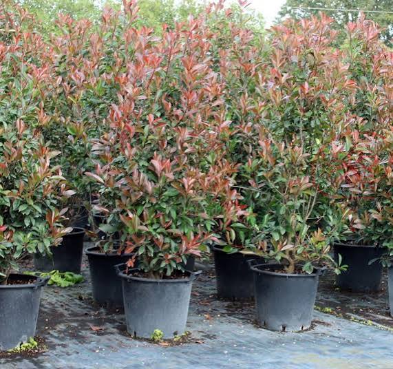 PHOTINIA x FRASERI "Red Robin" Clt. 30, 150-175