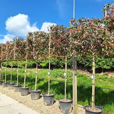 PHOTINIA x FRASERI "Red Robin" Clt. 30, 150-175