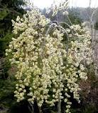 SALIX CAPREA "Kilmarnock", Clt.5 f.120, 1/2 fusto