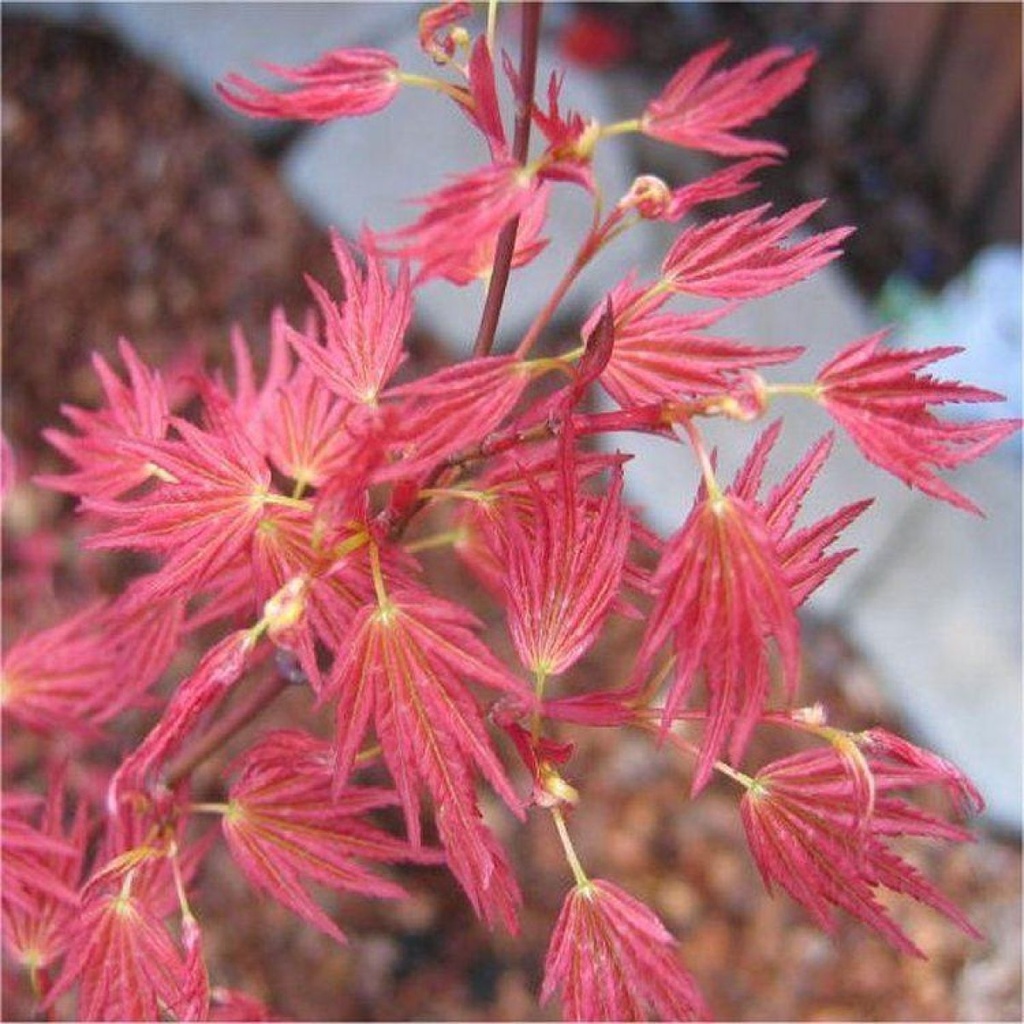 ACER (GIAPPONESE) PALMATUM "Wilson's Pink" Clt.30, 125-150 forte