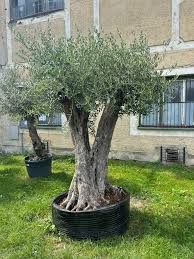 OLIVO (Olea) Europaea Clt. 290, 100-120 Bonsai