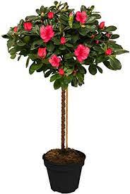 Rododendron japonský AZALEA (Azaleastrum Japonica) JAPONICA,Clt 10, 1/4 fusto