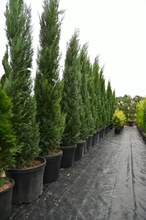 UPRESSOCYPARIS LEYLANDII "Pyramidalis" Clt.15 175-200