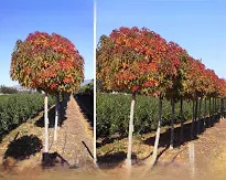 Ambrovník styraxový LIQUIDAMBAR STYRACIFLUA "Gum Ball" Clt.18 1/2 fusto