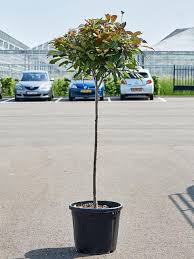 PHOTINIA x FRASERI "Red Robin" Clt. 18, 1/2 Fusto
