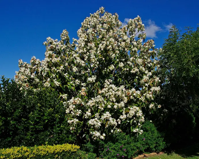 MAGNOLIA GRANDIFLORA "Gallissoniensis Goliate" Clt.55, 10-12 Alto fusto