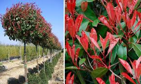 PHOTINIA x FRASERI "Red Robin" Clt.45, 8-10 Alto fusto