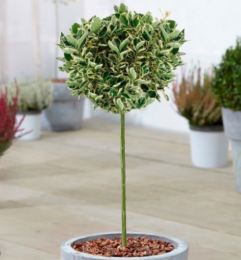 EUONYMUS JAPONICUS "Bravo" Clt.15, 1/2 fusto