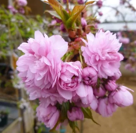 PRUNUS (Giapponese) SERRULATA "Kiku-Shidare Clt.25, 8-10 Alto fusto