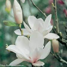 MAGNOLIA (SPOG.) SOULANGEANA Clt.15, 1/2 fusto