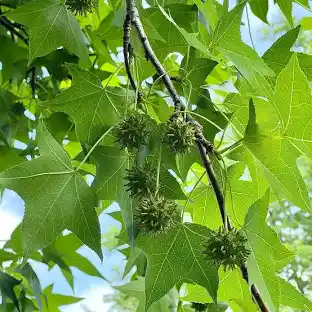 LIQUIDAMBAR STYRACIFLUA Clt.30 250-300