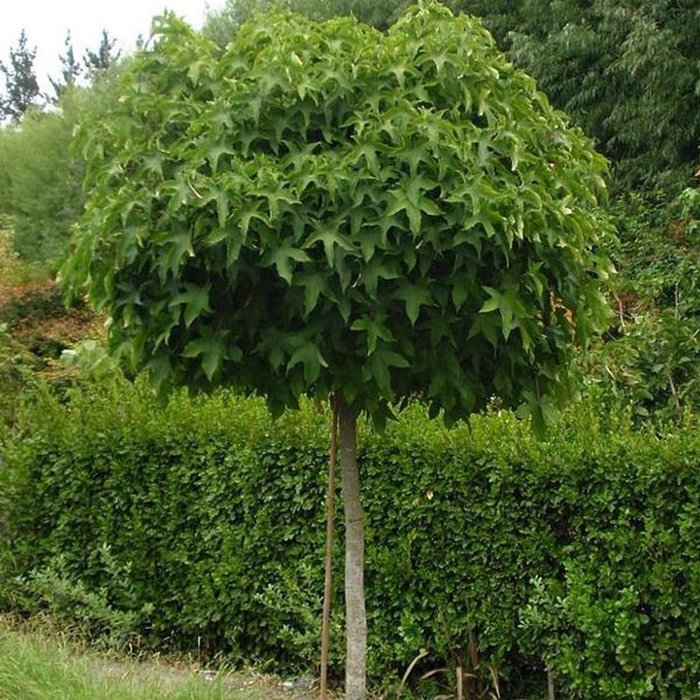 LIQUIDAMBAR STYRACIFLUA Clt.25-30 8-10 Alto fusto "Gum Ball"