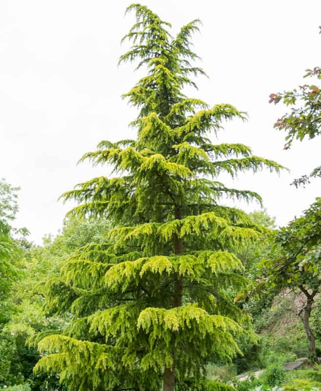 CEDRUS DEODARA "Aurea" clt.25 150-175  Ramificato