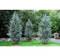 Céder atlantský CEDRUS ATLANTICA "Glauca" Clt.18 100-125-150 Ramificato