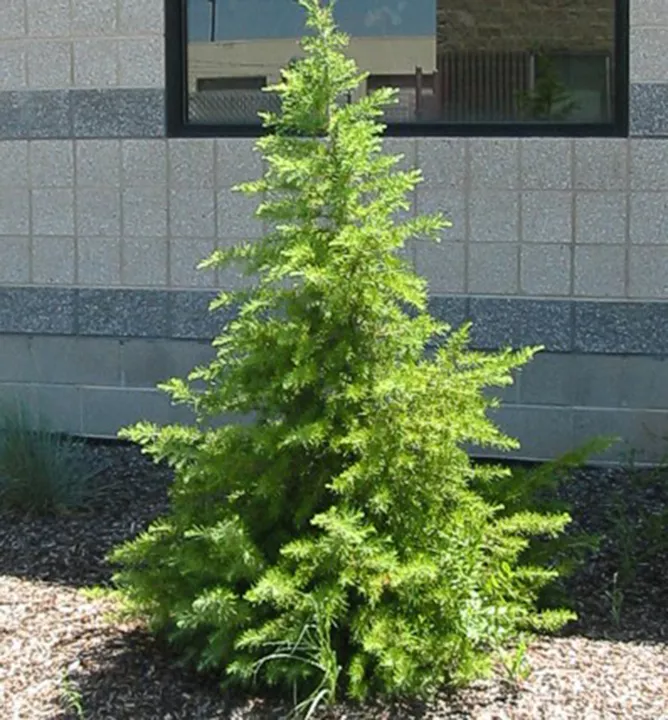 Céder libanonský (CEDRUS LIBANI) Clt.30 150-175 Ramificato