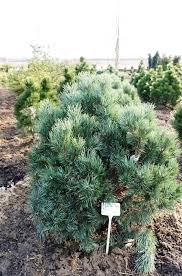 Borovica lesná (PINUS SYLVESTRIS) clt.20 60-80-100