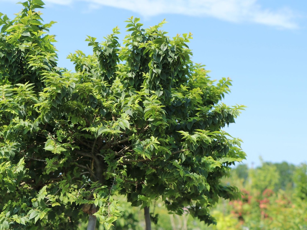 ULMUS "Jacqueline Hiller" clt.80 150-175