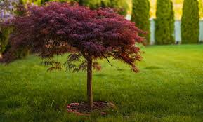 Javor dlanitolistý (ACER DISSECTUM) "Inaba-Schidare" clt.180 175-200 1/2 fusto