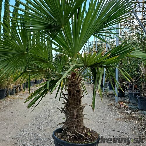 Trachykarp konopný CHAMAEROPS (Palma) EXCELSA (Trachycarpus) clt.9