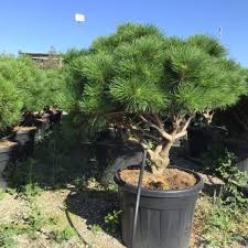 PINUS NIGRA "Brevifolia" clt.55 100-125 multitronco