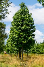 LIQUIDAMBAR STYRACIFLUA clt.25 200-250 
