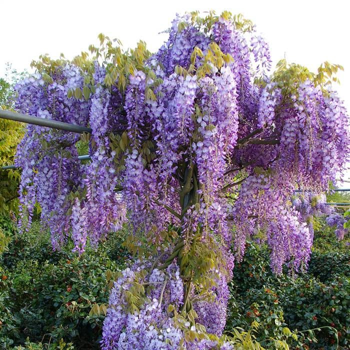 Vistéria čínska (WISTERIA CHINENSIS) clt.15/18 1/2 Fusto