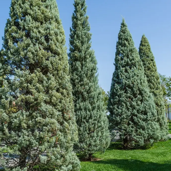CUPRESSUS ARIZONICA "Fastigiata" clt.30-35, 200-250