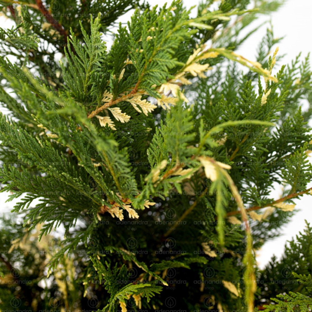 CUPRESSOCYPARIS LEYLANDII "Variegatus" clt.35 200-250