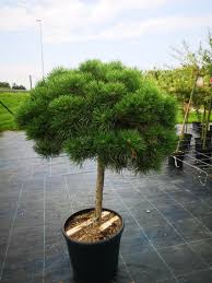 PINUS NIGRA "Marie Bregeon" clt.30 60/70 1/2 Fusto