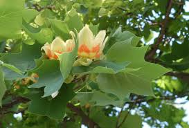 Ľaliovník tulipánokvetý LIRIODENDRON TULIPIFERA "Fastigiata" clt.25 175-200
