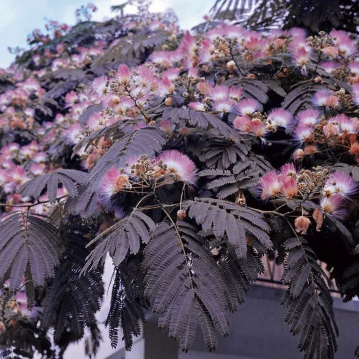 Albízia čokoládová ALBIZIA JULIBRISSIN "Summer Chocolate" clt.9 Gespulgo