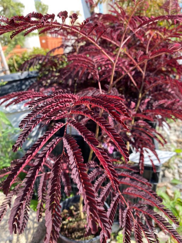 Albízia čokoládová ALBIZIA JULIBRISSIN "Summer Chocolate" clt.12 4-6 Astoni
