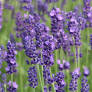 Levandula lekárska (LAVANDULA OFFICINALIS) clt.1,5
