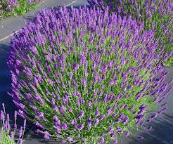 Lavandula Angustifolia (LAVANDULA HIDCOTE) clt.1,5