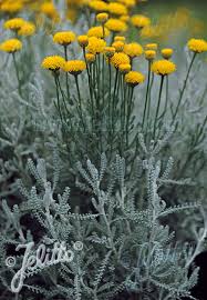 Santolína cypruštekovitá SANTOLINA CHAMAECYPARISSUS clt.1,5