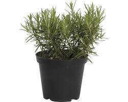Rozmarín lekársky ROSMARINUS OFFICINALIS clt.1,5