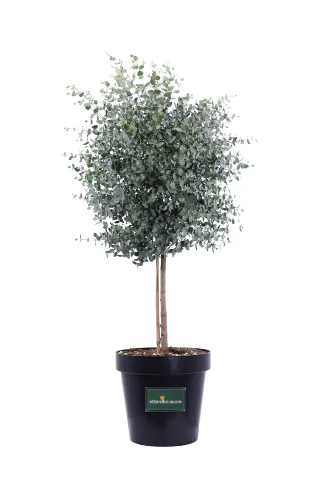 Eukalyptus Gunnov (EUCALYPTUS GUNNII) CLT.5 1/4 Fusto