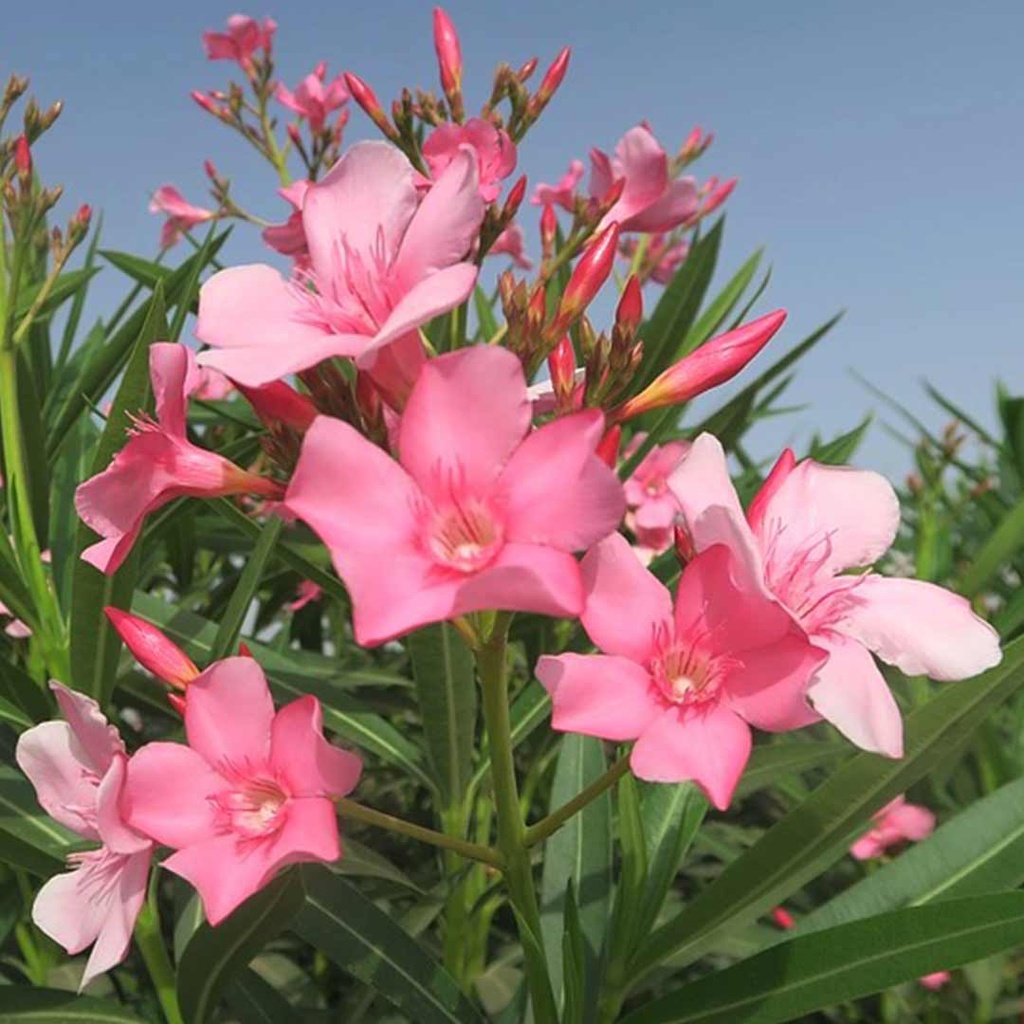 Oleander obyčajný (NERIUM OLEANDER) clt.9 60-80