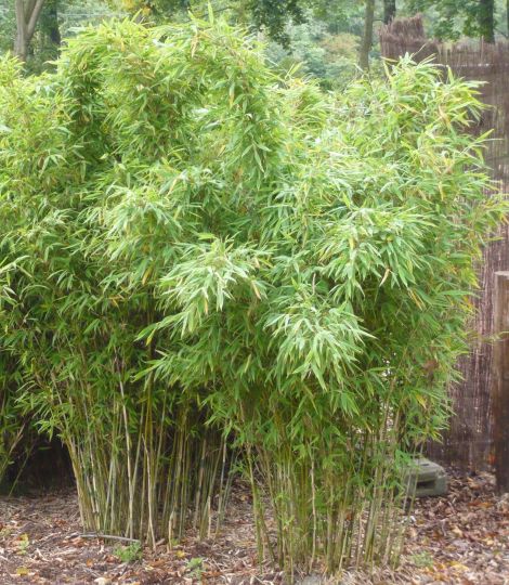 Pabambus zlatistý (BAMBUSA PHYLLOSTACHYS) "Aurea" clt.10 100-125-150
