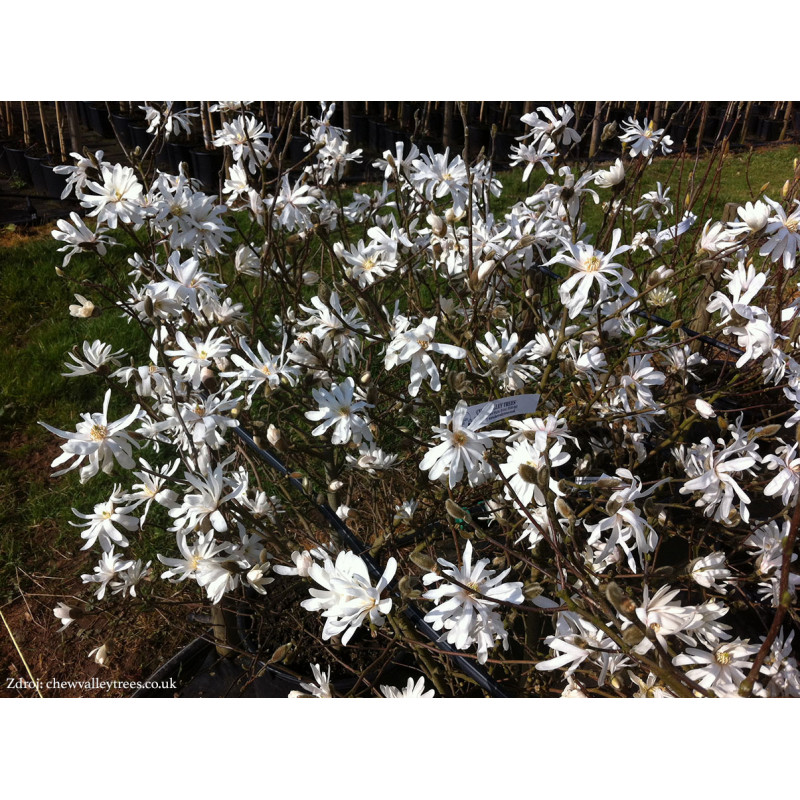 Magnólia hviezdokvetá (MAGNOLIA (SPOG.) STELLATA) "Royal Star" clt.55  150-175