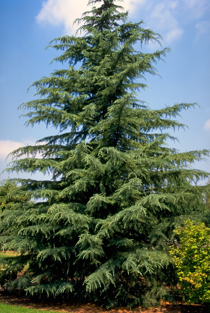 Céder himalájsky (CEDRUS DEODARA) clt.9 60-80 Ramificato