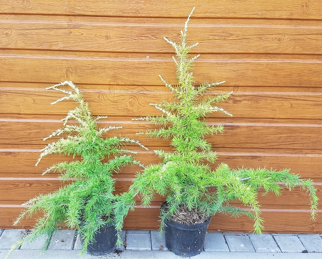 CEDRUS DEODARA "Aurea" clt.9 60-80 Prostrato