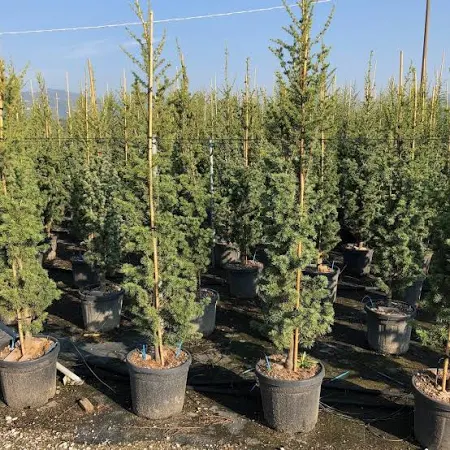 CEDRUS LIBANI "Fastigiata" clt.9 Ramificato