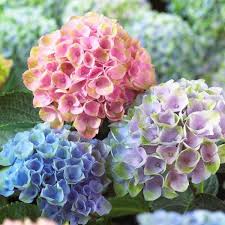 HYDRANGEA MACROPHYLLA clt.7