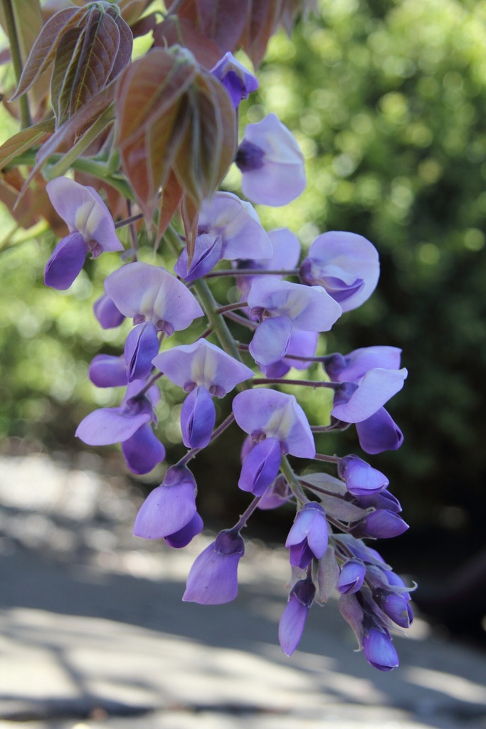 Vistéria čínska (WISTERIA CHINENSIS) "murasaki capitan" clt.3 150-200