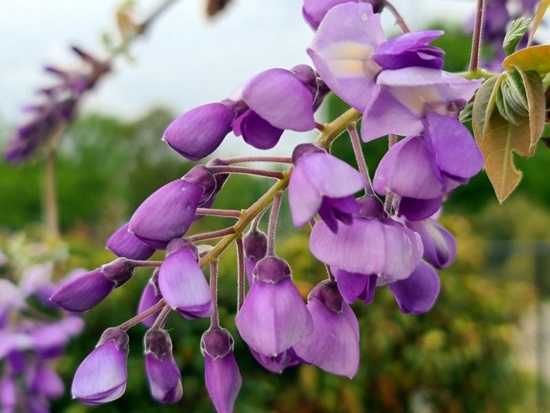 Vistéria čínska (WISTERIA CHINENSIS) yokohama fuji clt.3 150-200