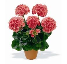 Muškát krúžkovaný (Pelargonium zonale)