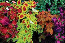 Koleus (Coleus)