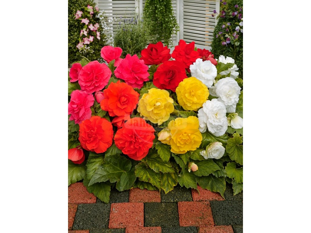 Begónia mnohokvetá