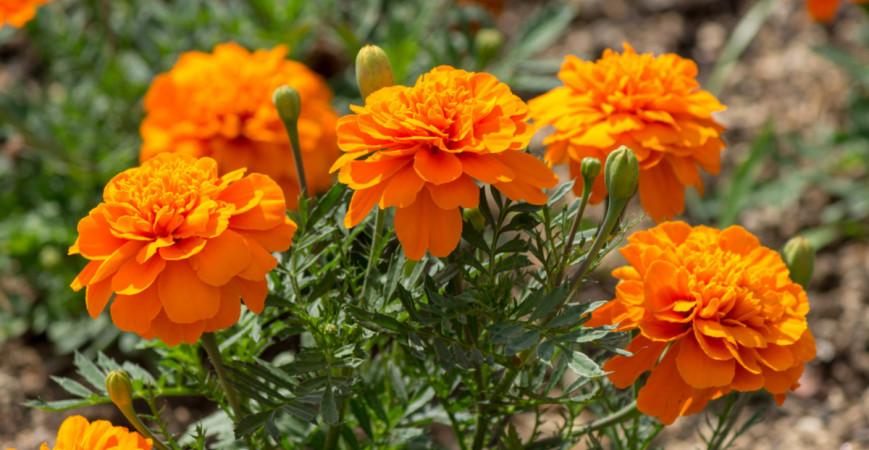Aksamietnica (Tagetes)